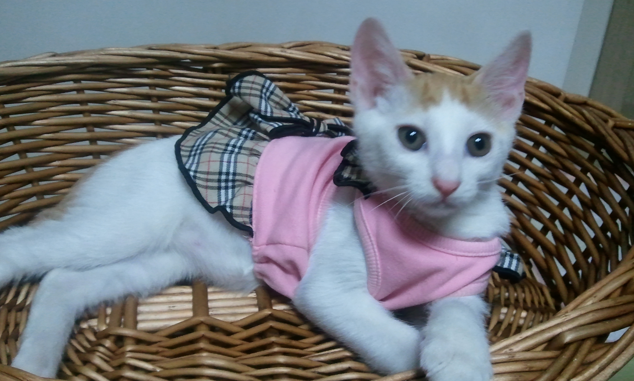 녹두의 패션감각..