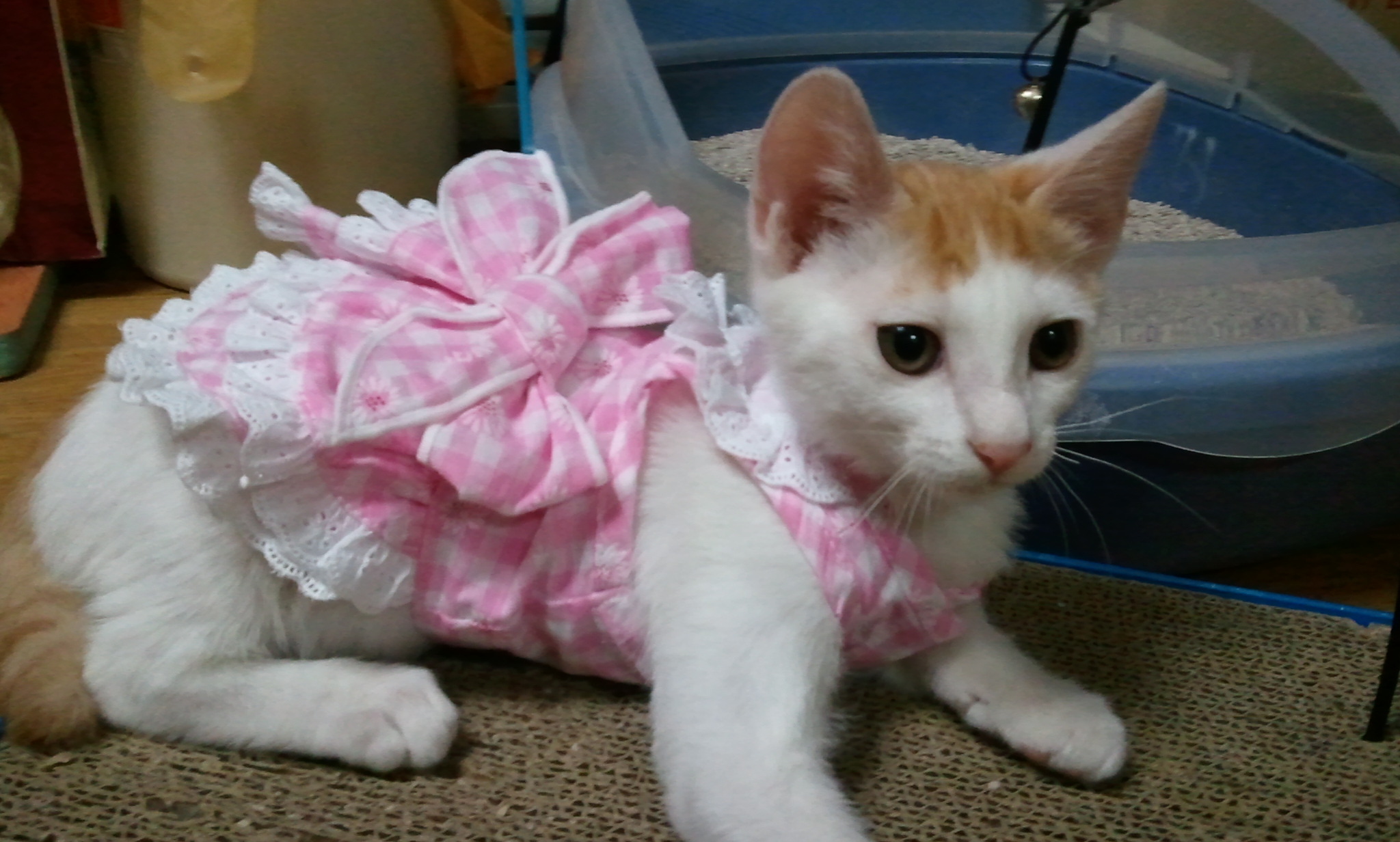 녹두의 패션감각..