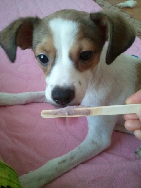 다복이(요미) 많이 컸어요^^