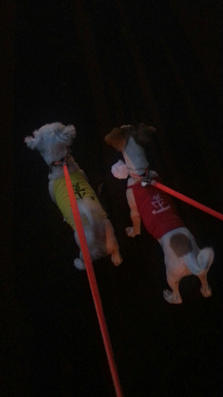 다복이(요미) 많이 컸어요^^