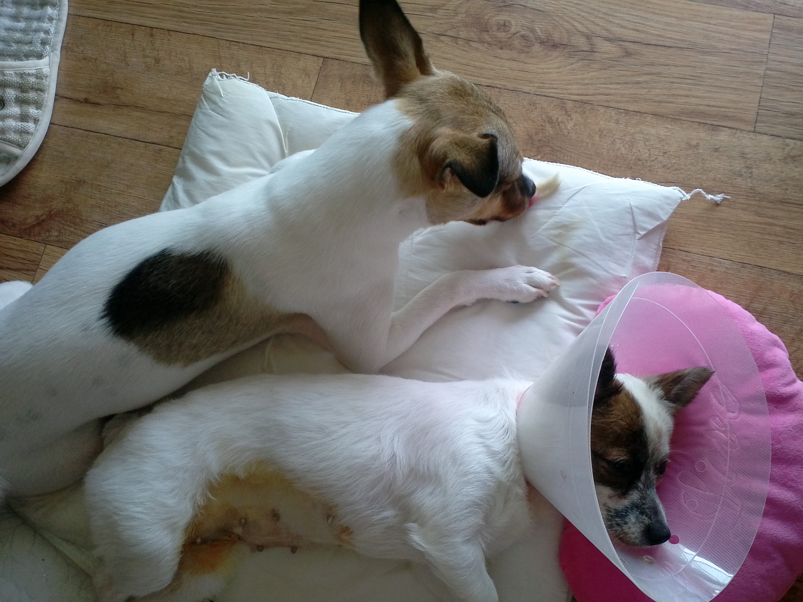 우리 수라 중성화 수술 잘 됐어요