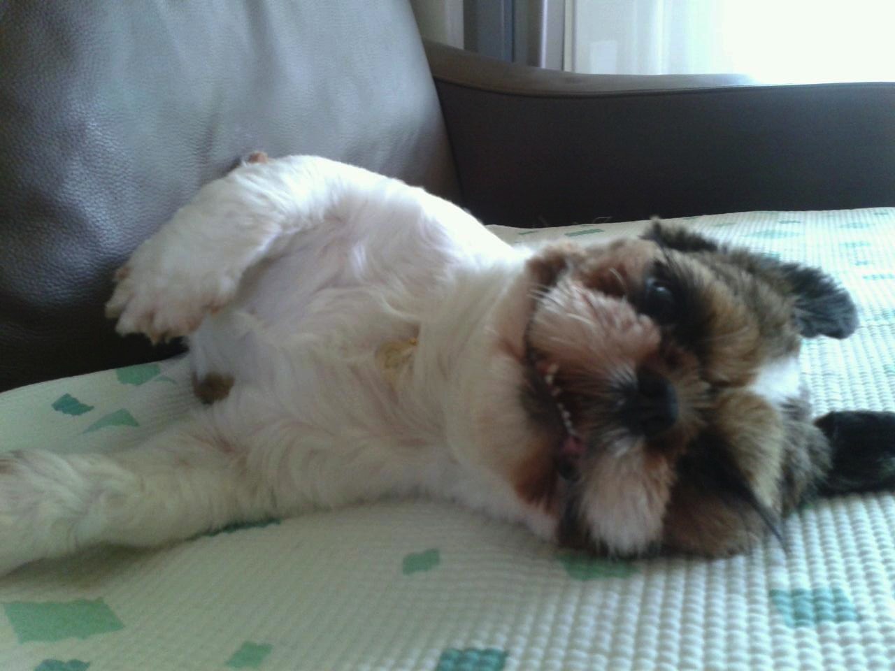 처키 입양후기에요-