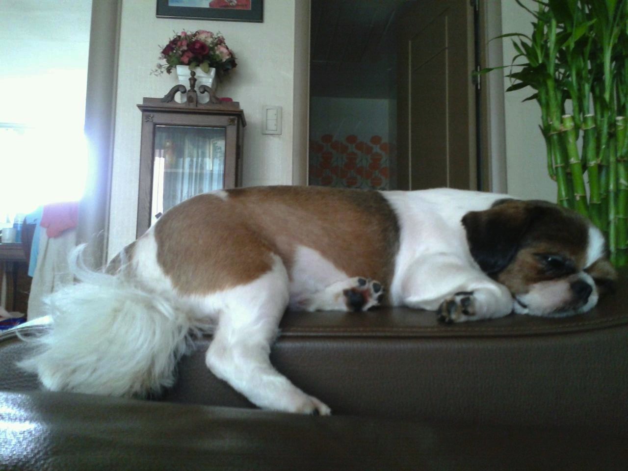 처키 입양후기에요-