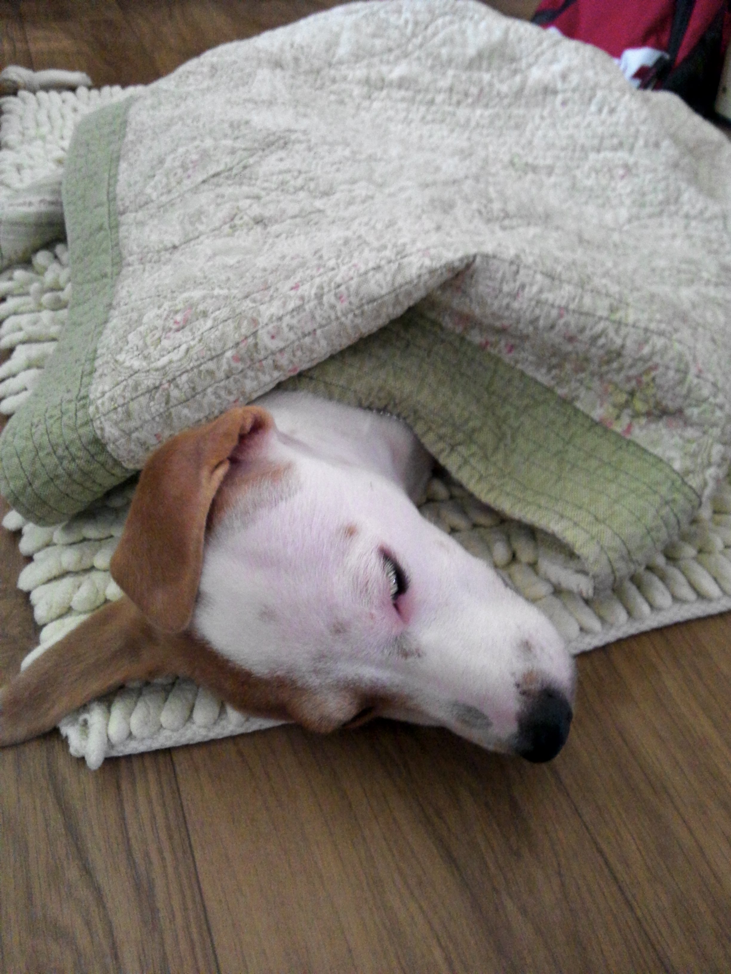 우리가스나 새롬 입양후기