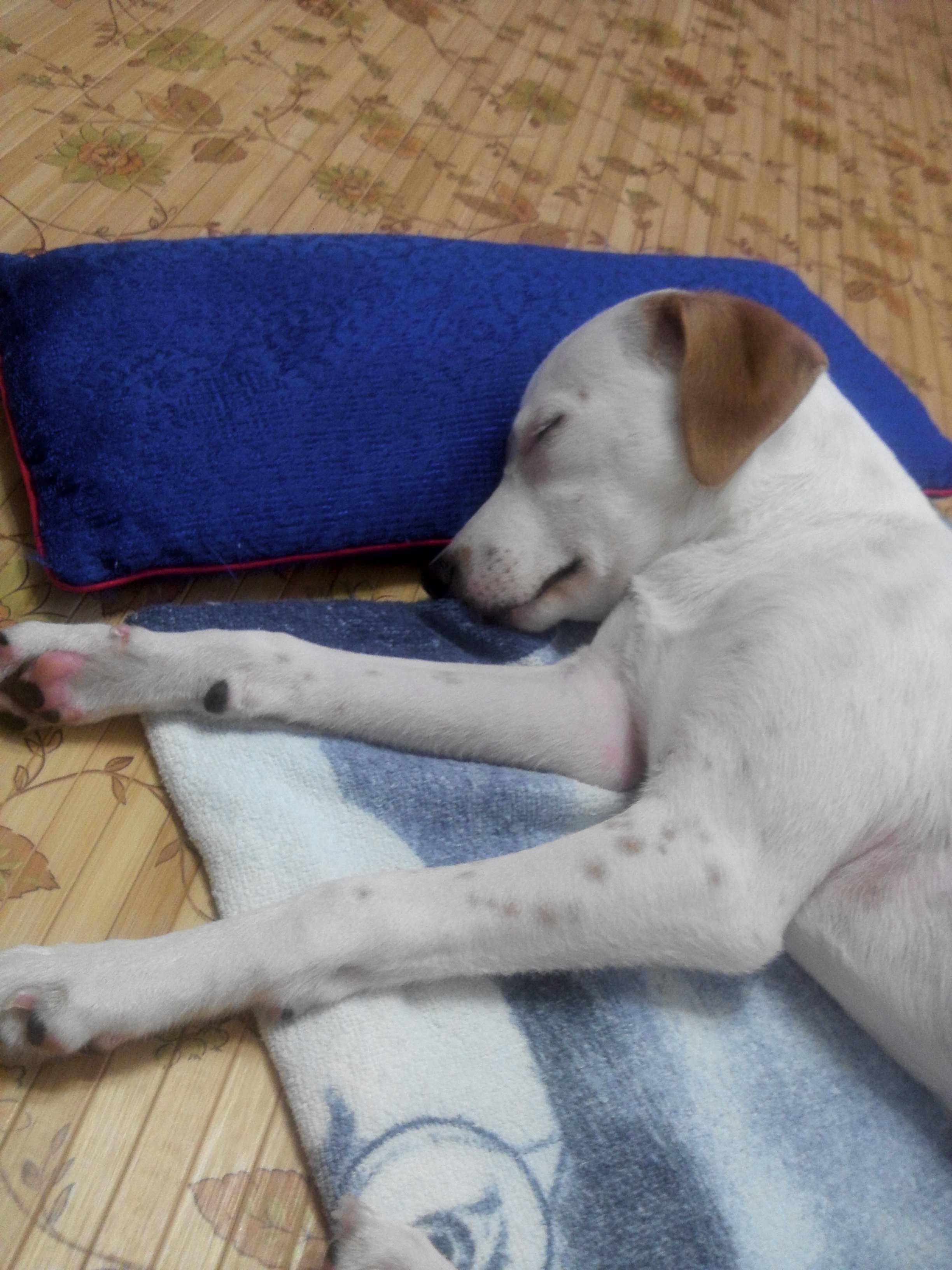 우리가스나 새롬 입양후기