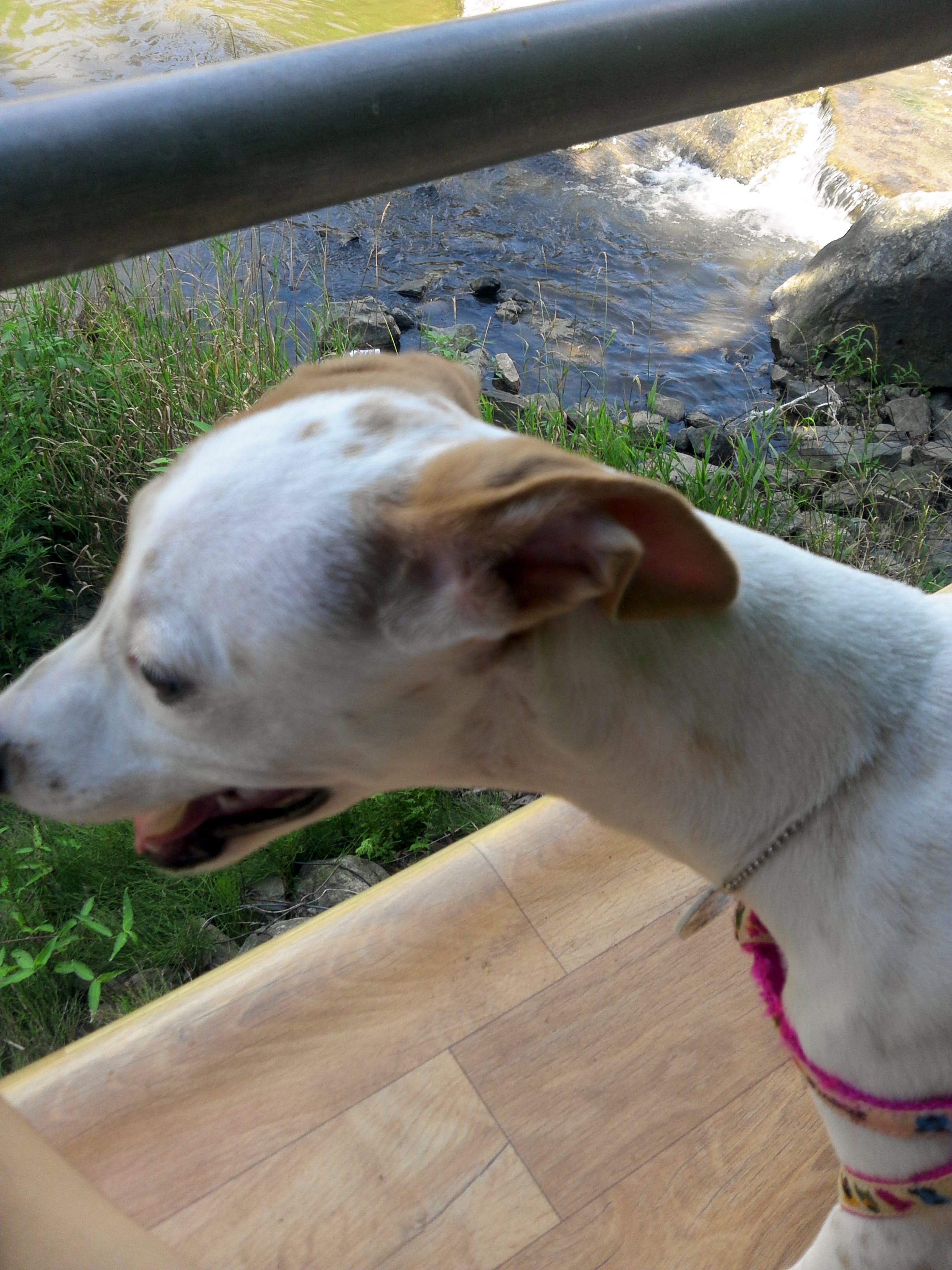 우리가스나 새롬 입양후기