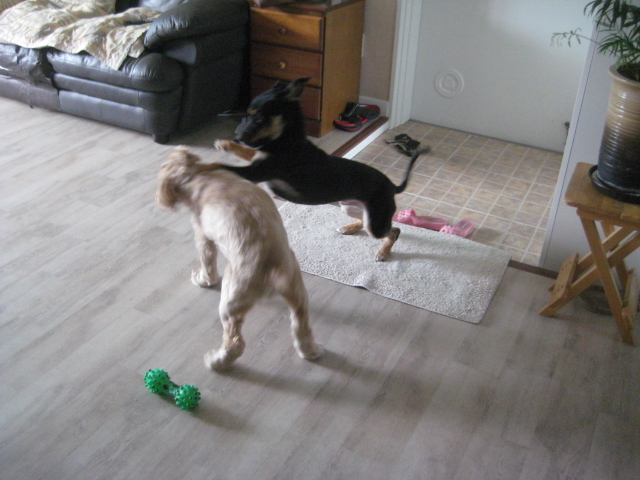 돌보  날도 덥고 짜증나는데  싸움이나 걸어볼까