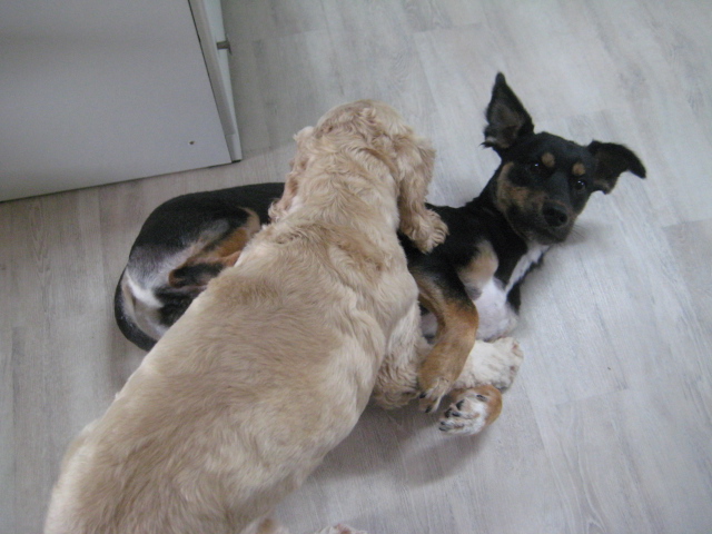 돌보  날도 덥고 짜증나는데  싸움이나 걸어볼까