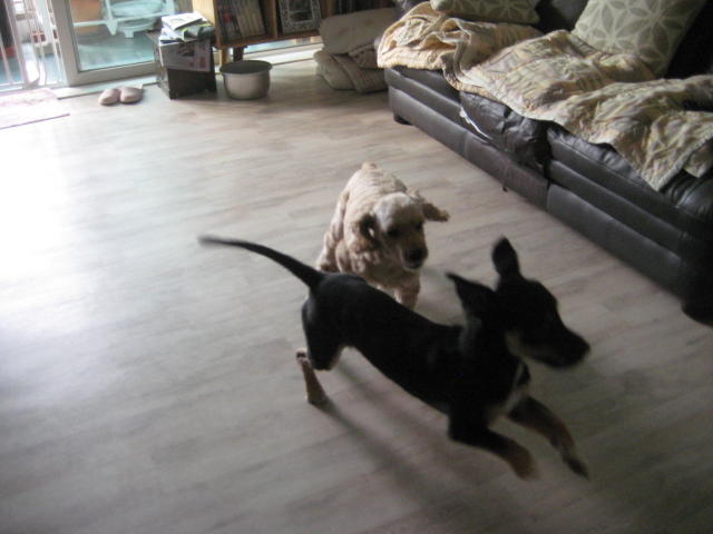 돌보  날도 덥고 짜증나는데  싸움이나 걸어볼까