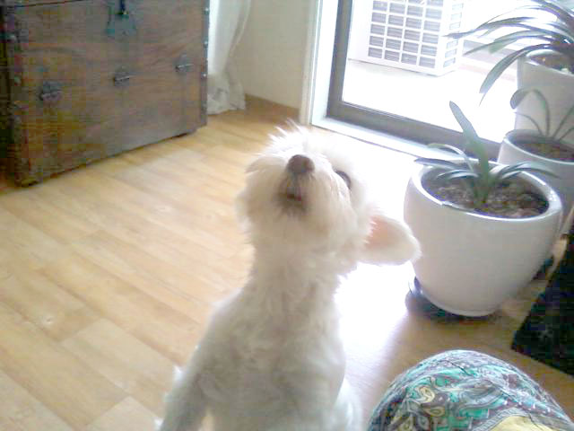 장미의 두번째 후기