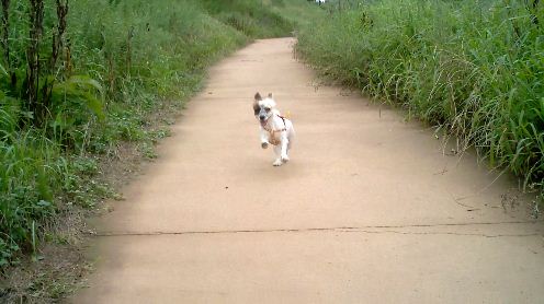 우리 수라가 산책을 너무 좋아해요
