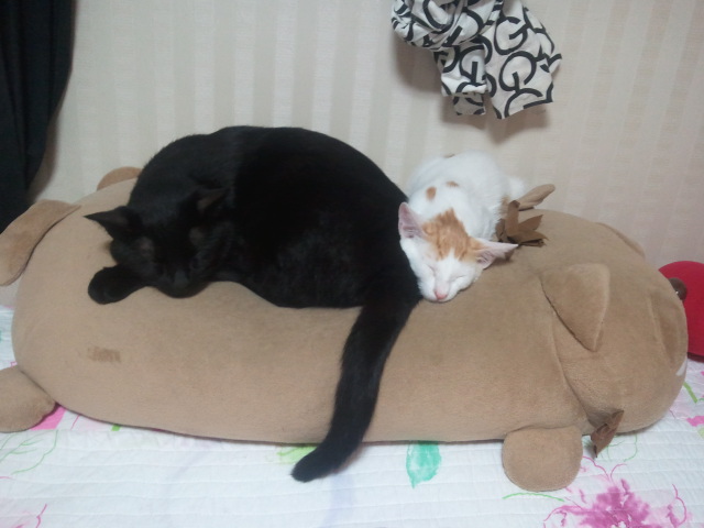 자는 모습이 너무 귀여워서^^