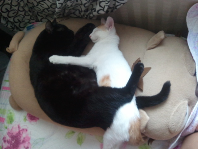 자는 모습이 너무 귀여워서^^