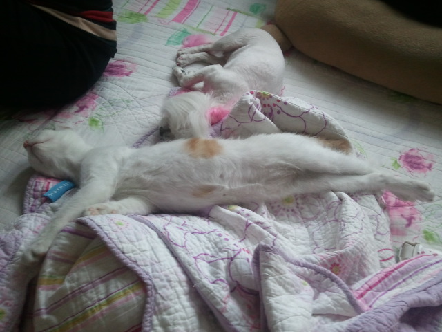 자는 모습이 너무 귀여워서^^