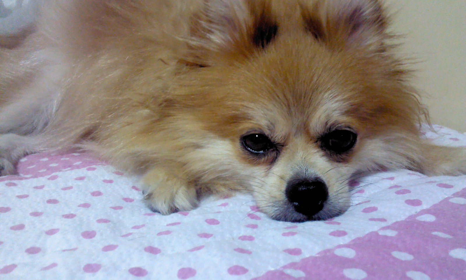 삼식이에요'▽'