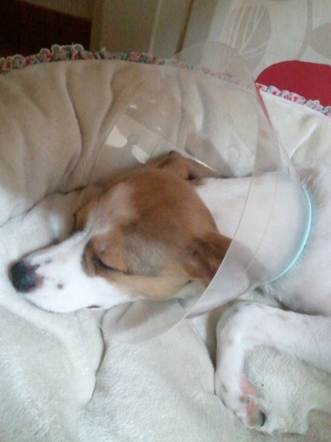 다복이 중성수술했어요^^