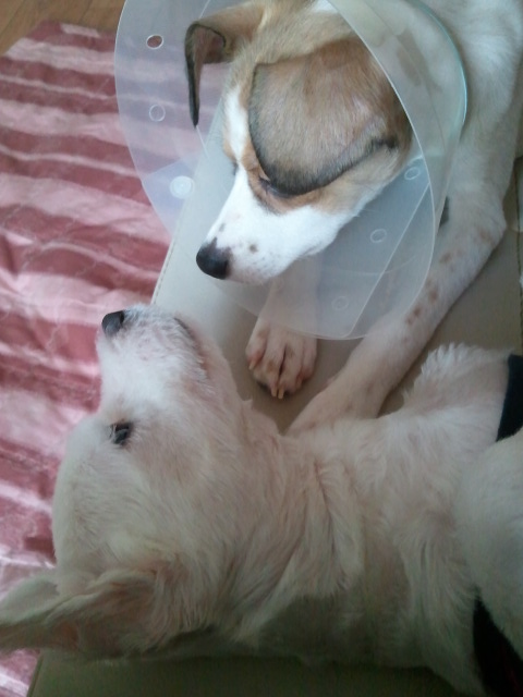 다복이 중성수술했어요^^