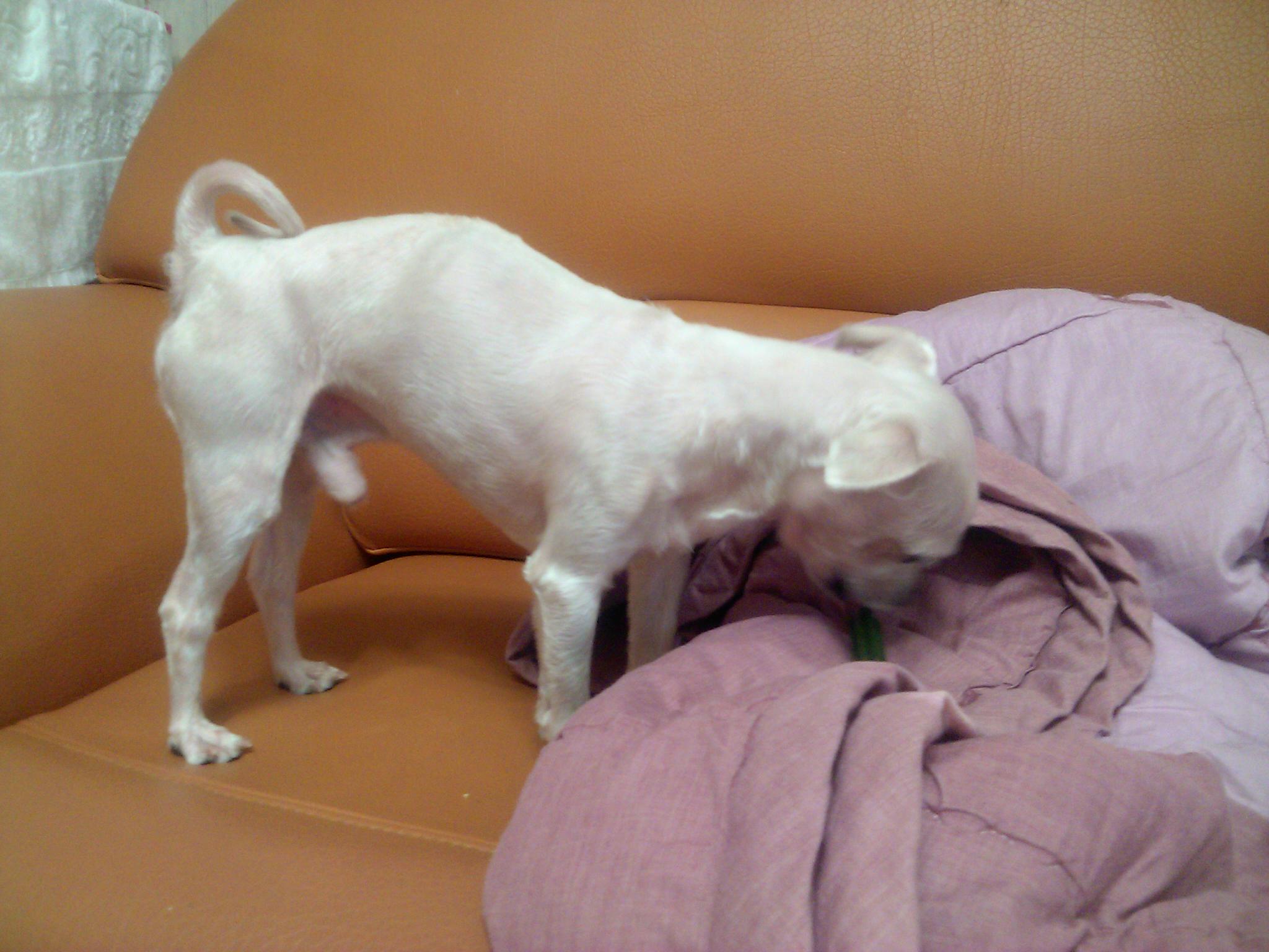 재롱이입양후기