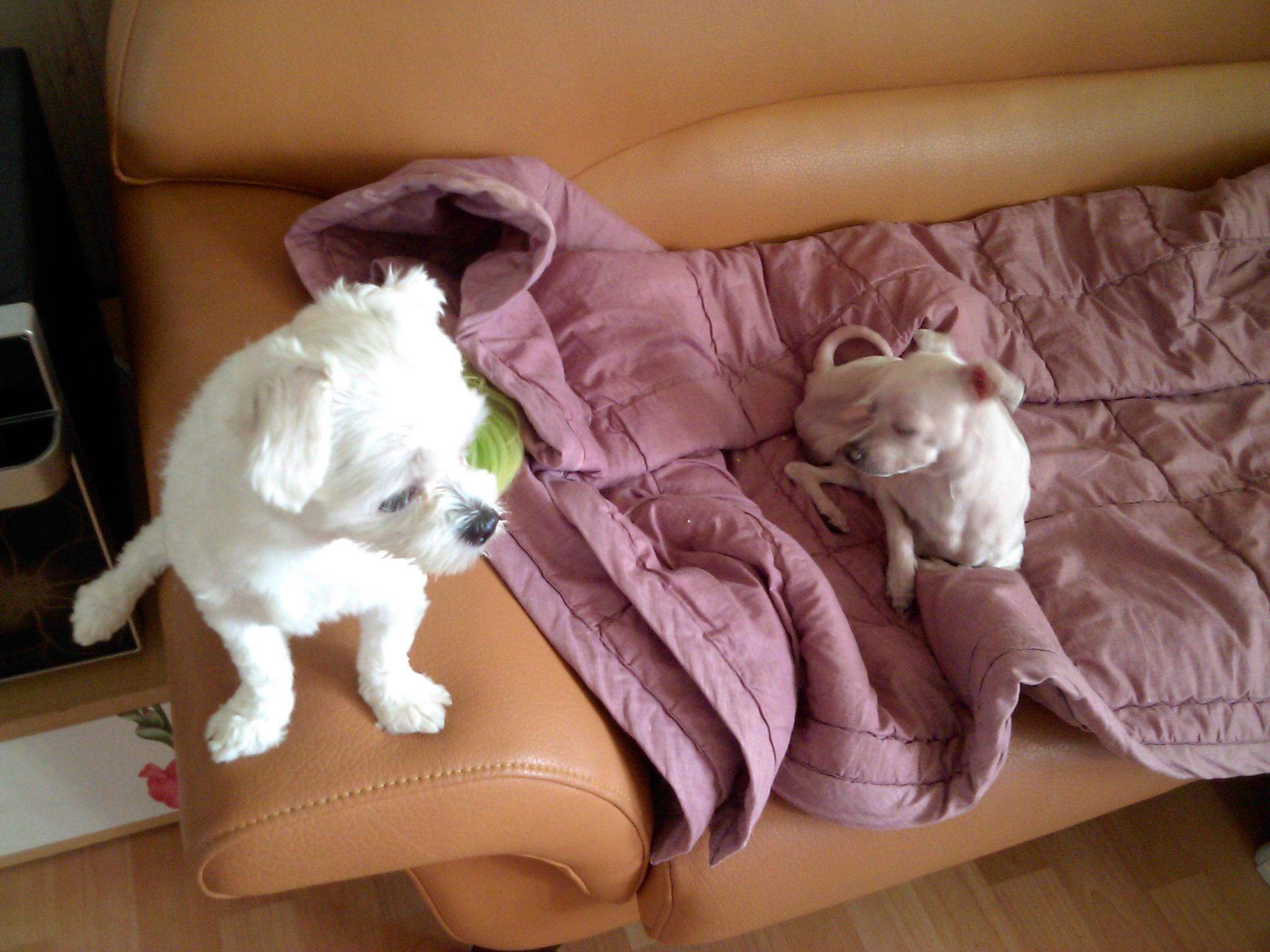 재롱이입양후기