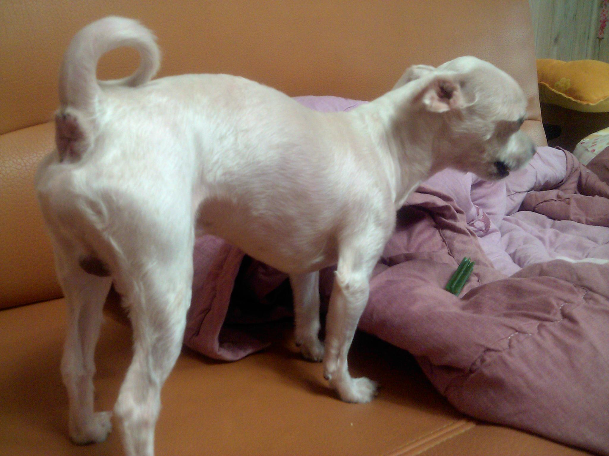 재롱이입양후기