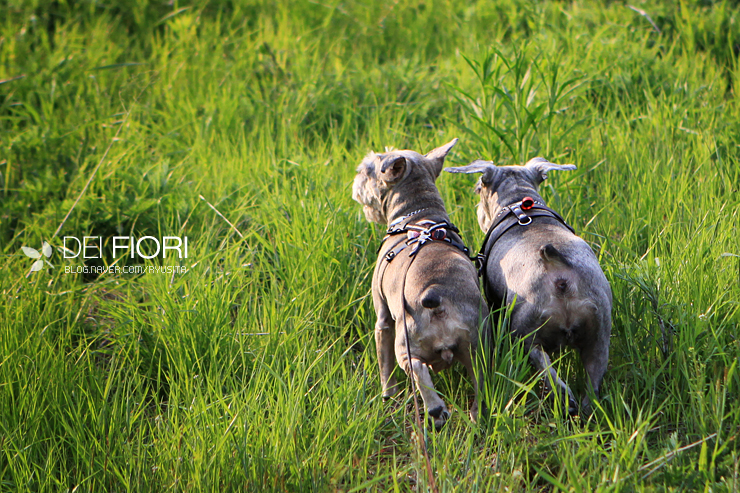얼마 남지 않았어도 사랑할것입니다.
