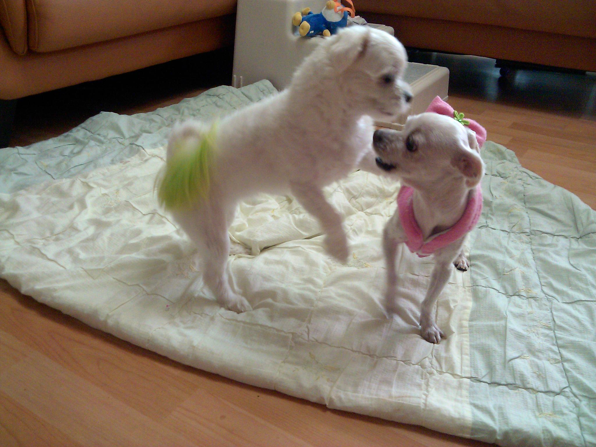 외로울틈도 아플틈도 없는 라봉