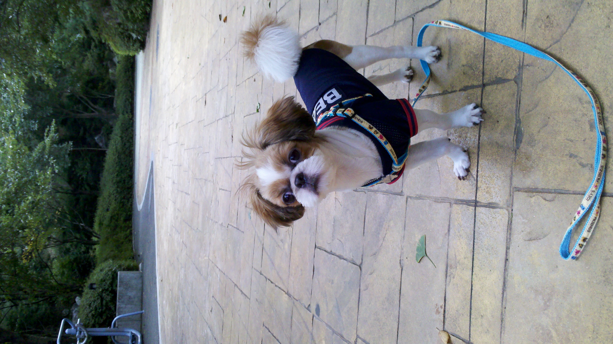 행운이 사진 올립니다.