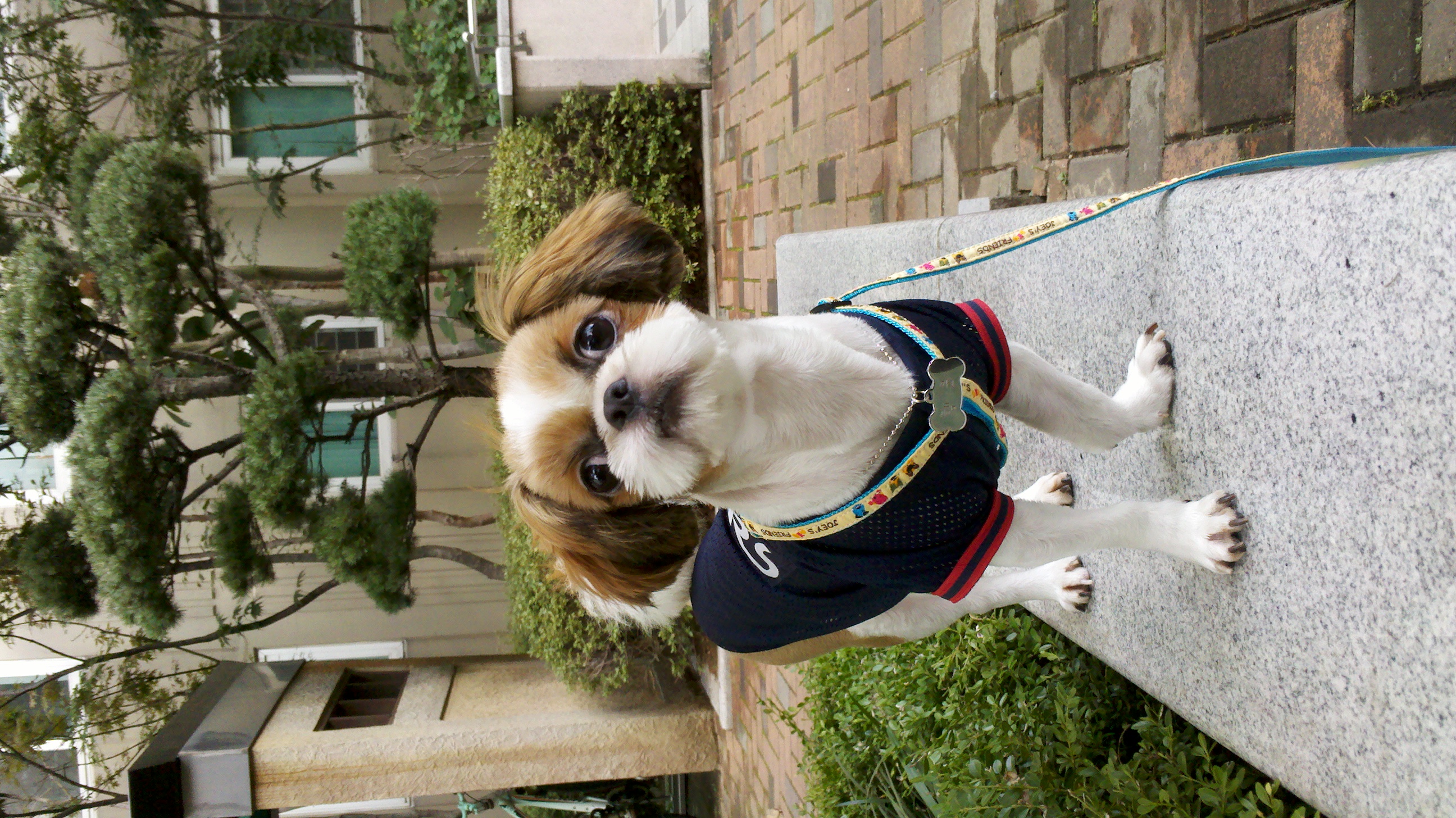 행운이 사진 올립니다.