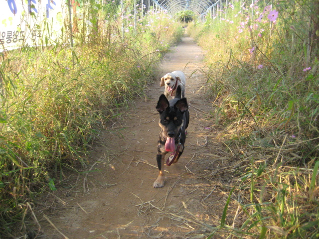 돌보는 추석에 신나게 뛰어 놀았어요