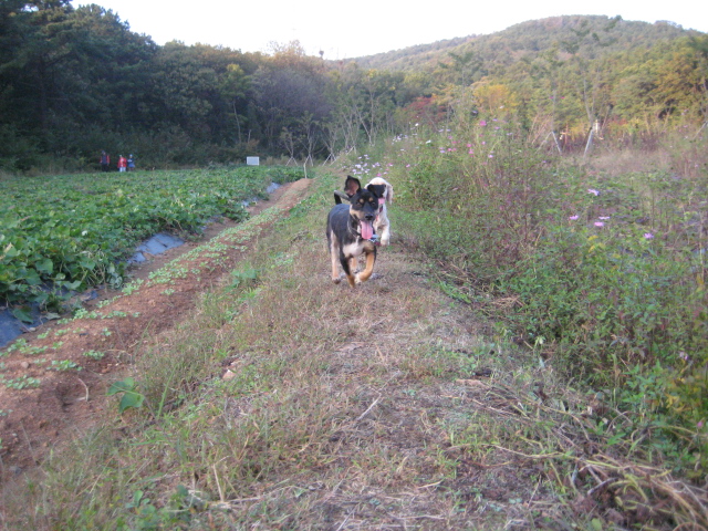 돌보는 추석에 신나게 뛰어 놀았어요