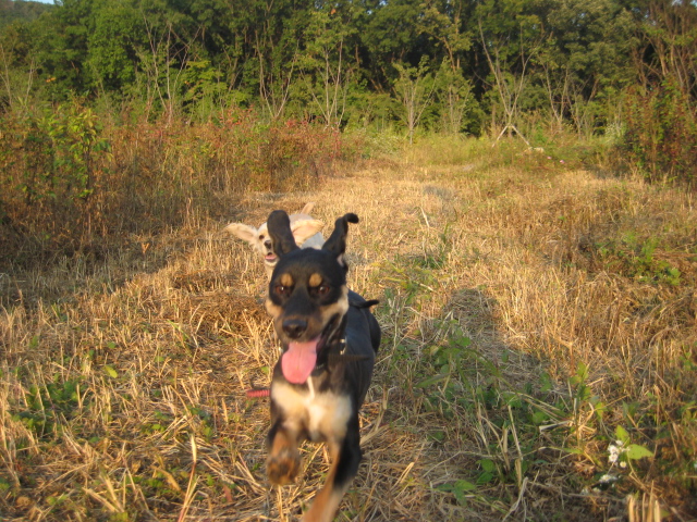 돌보는 추석에 신나게 뛰어 놀았어요