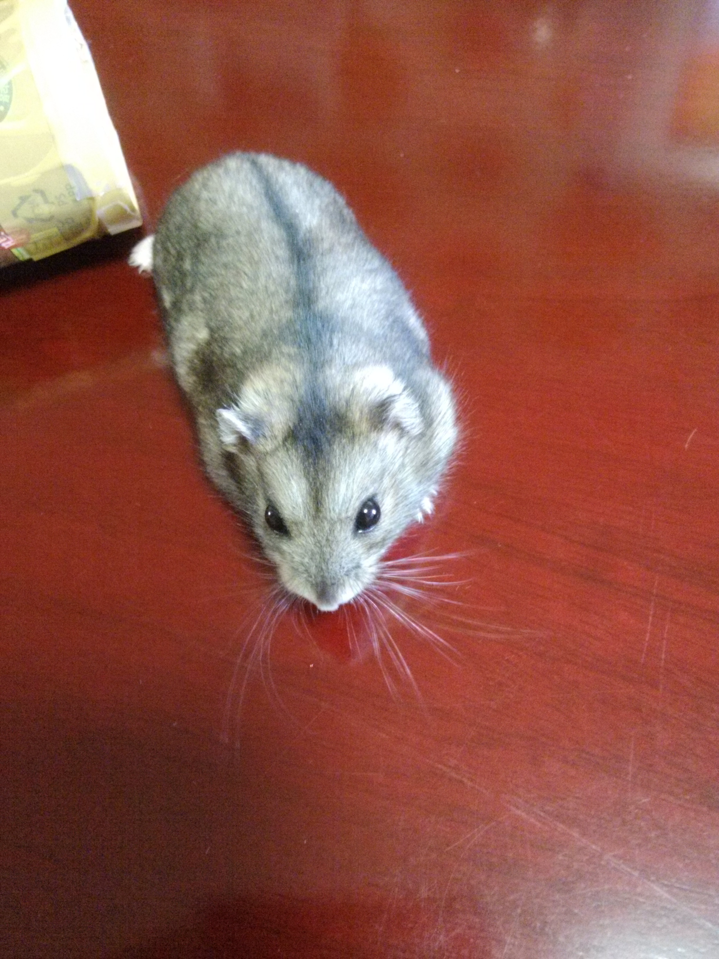 밍크의 8개월후 모습 (햄스터)