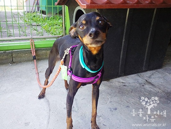 초코 입양 1주년 기념 글(헐크, 11살, 미니핀)