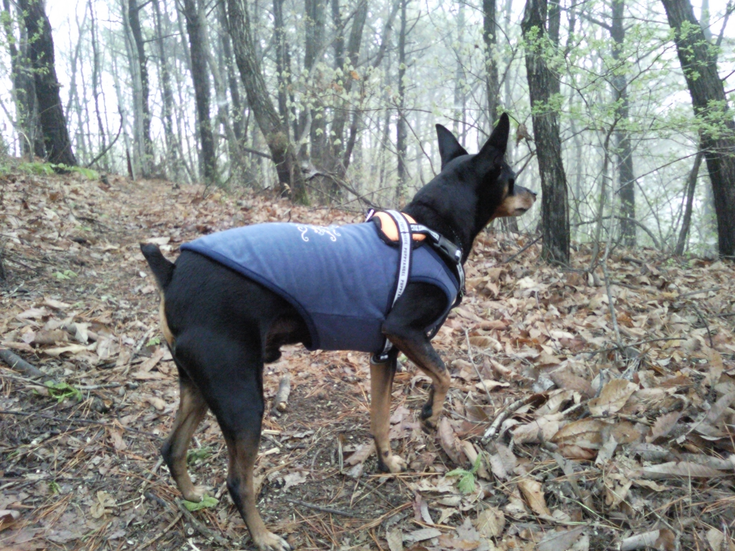 초코 입양 1주년 기념 글(헐크, 11살, 미니핀)