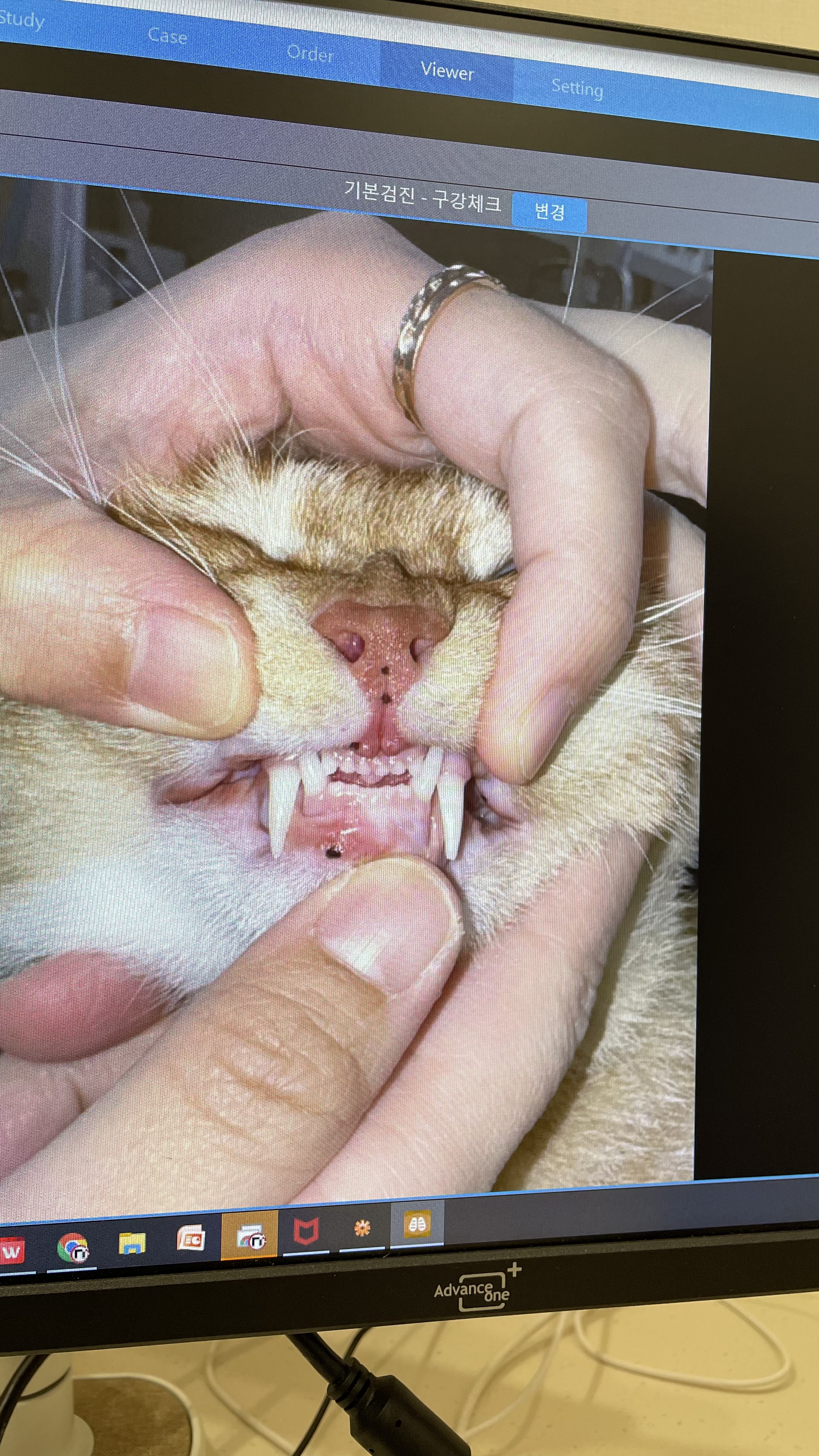 다해(현재 금비) 한달 후기