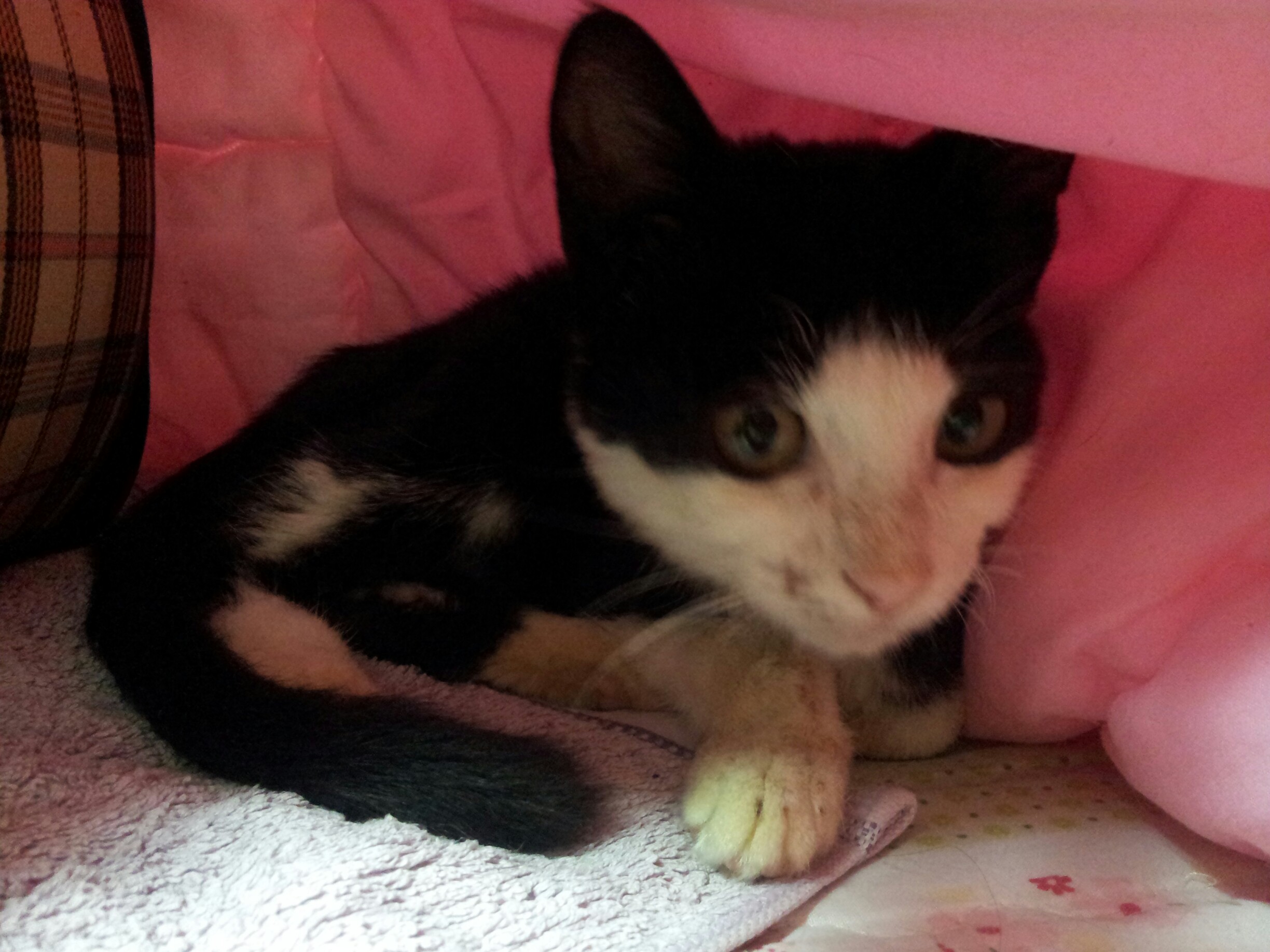 아는 언니 자취방에 입양보낸 아랑이!