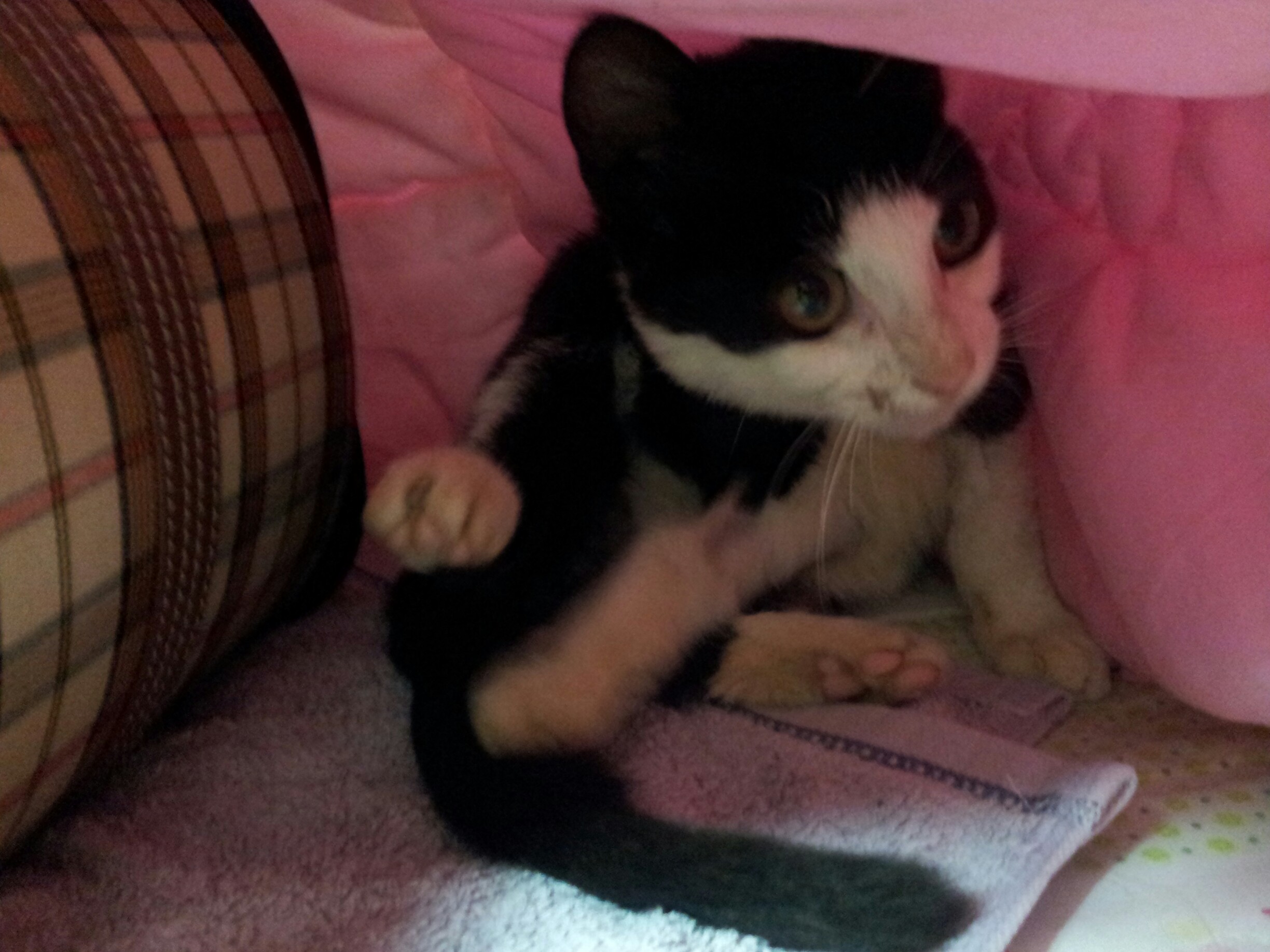 아는 언니 자취방에 입양보낸 아랑이!