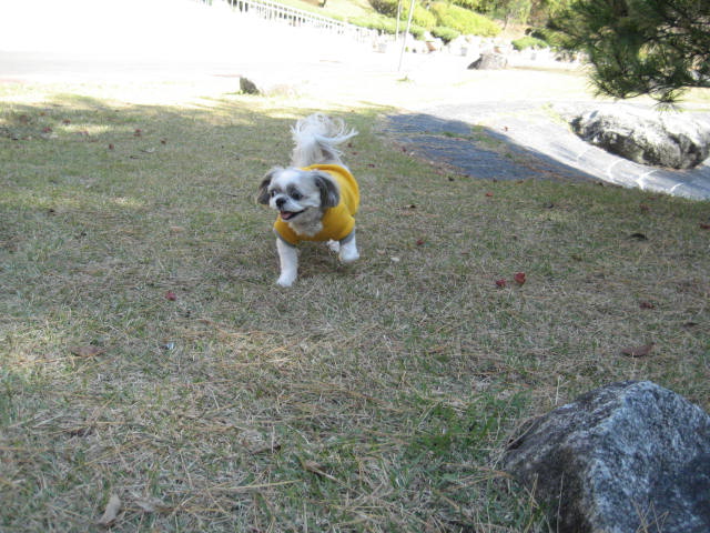 초롱의 가을 산책2