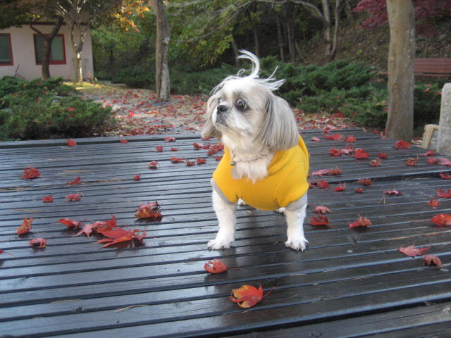 초롱의 가을 산책2