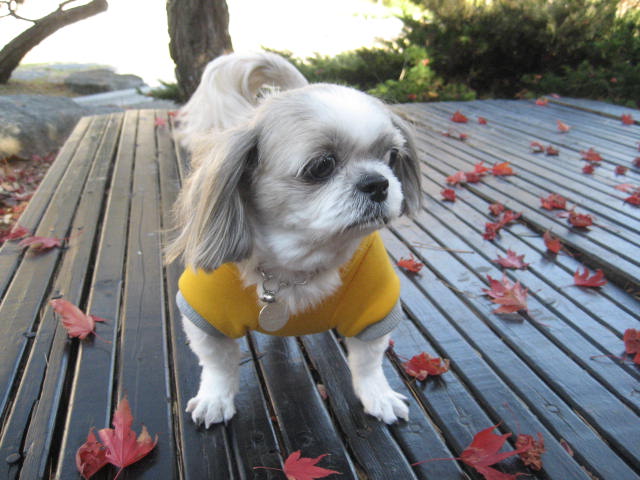 초롱의 가을 산책2