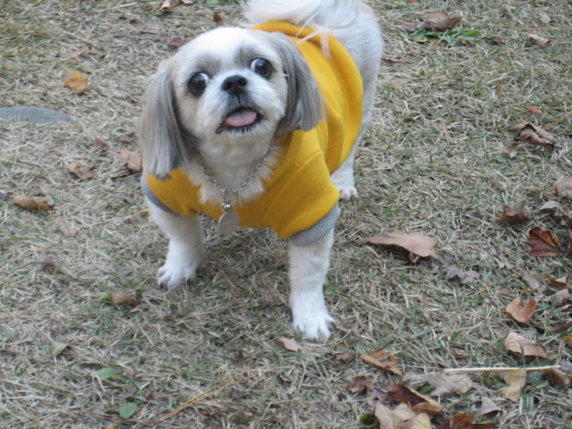 초롱의 가을 산책1