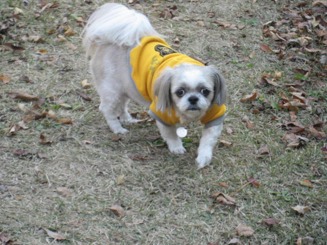 초롱의 가을 산책1