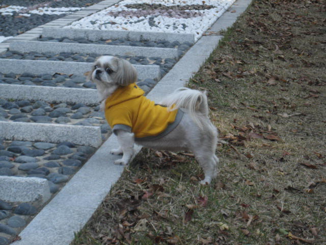 초롱의 가을 산책1