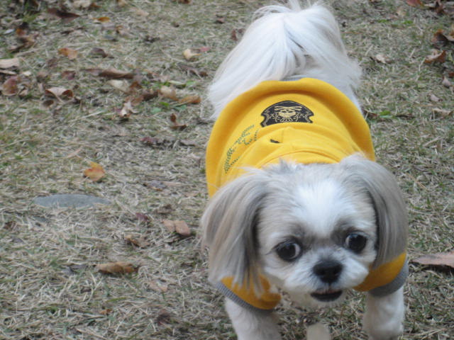 초롱의 가을 산책1