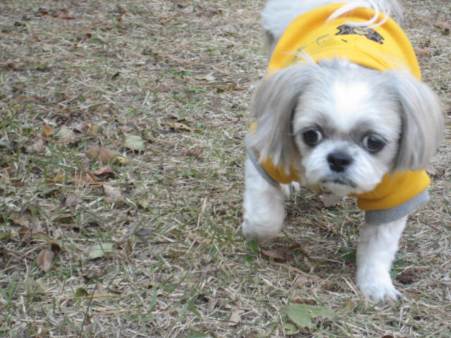 초롱의 가을 산책1