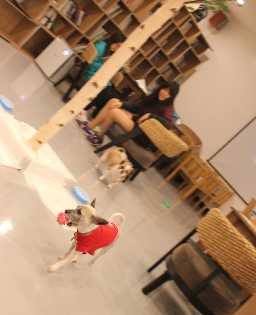 사랑이 애견카페 간 날 ... 설레임과 봉변 사이