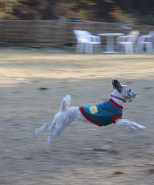 사랑이 애견카페 간 날 ... 설레임과 봉변 사이