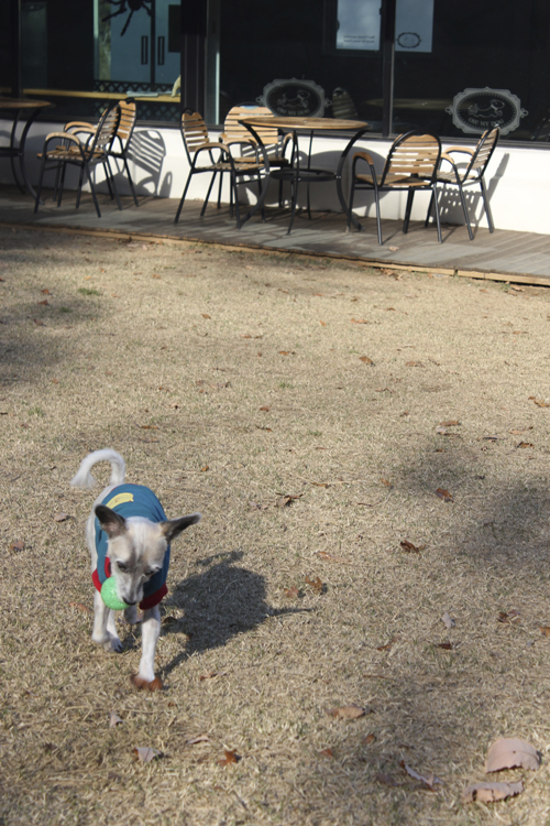 사랑이 애견카페 간 날 ... 설레임과 봉변 사이