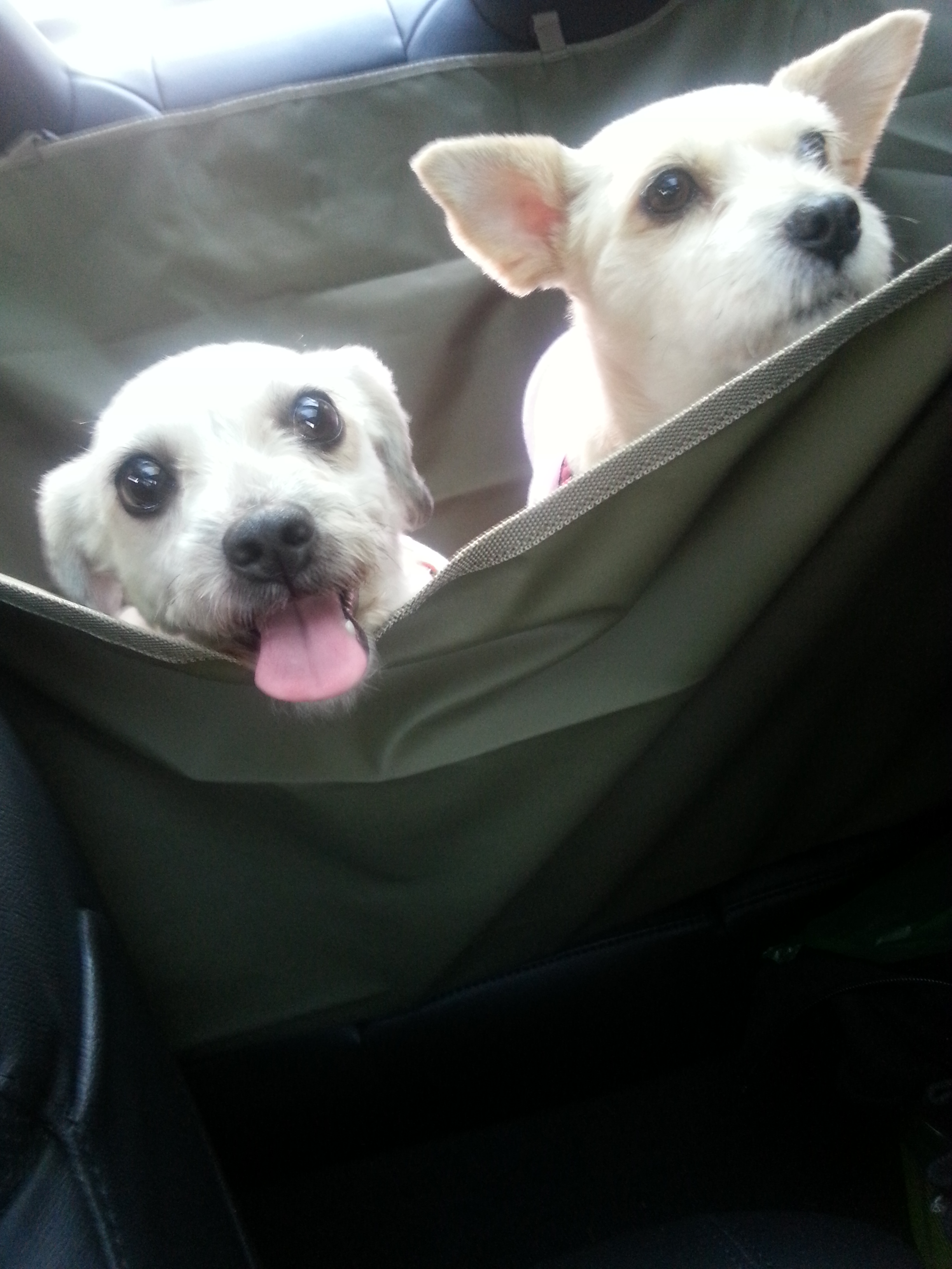 아띠&행복 첫 야외나들이