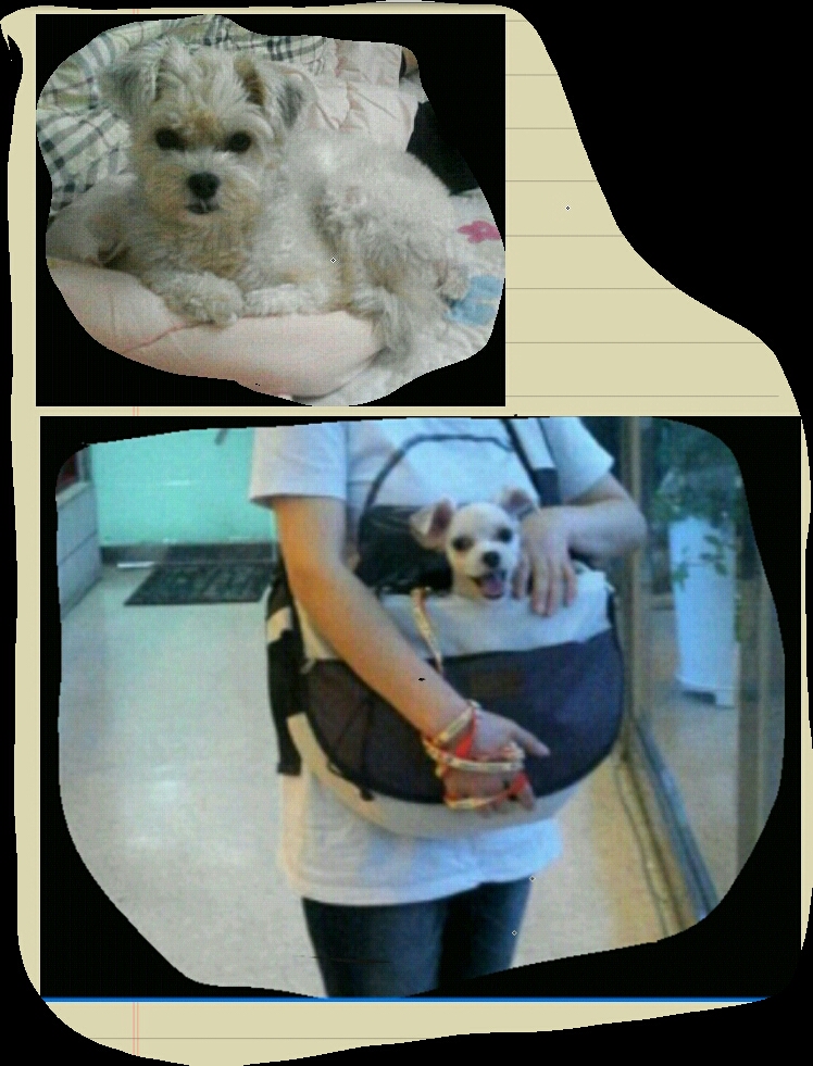 하니(12마리요크셔)